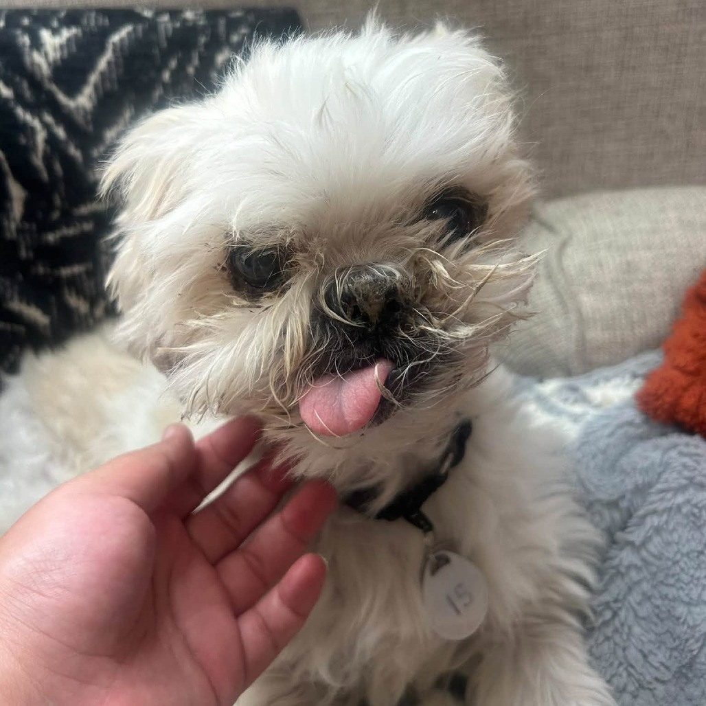 Charlie, photo 15