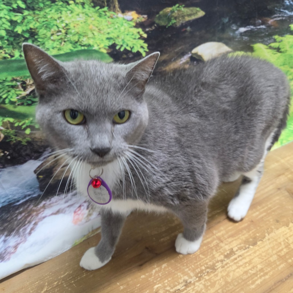 Bootsie, photo 2