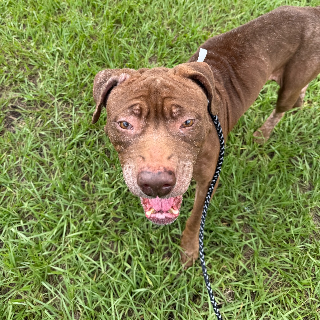 MELANIE - Mixed Breed (Large) available for adoption