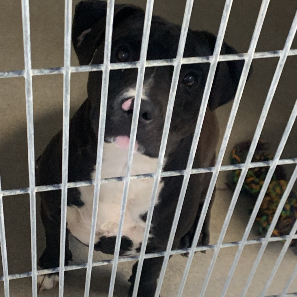 Kennel#31(Cleopatra)'s preview photo