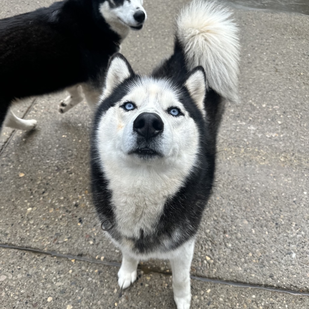 Russia's Ilya Rozanov