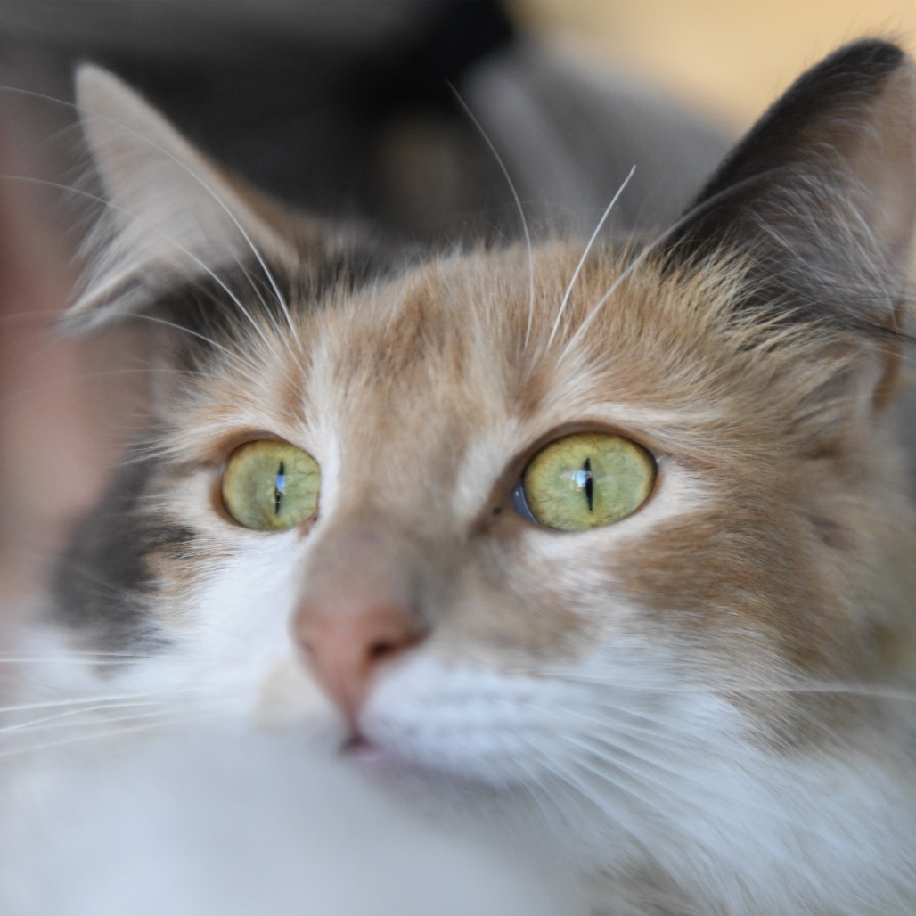 Queenie (queen) - Domestic Shorthair