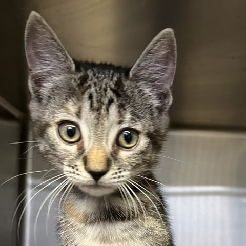 ASUMA - Domestic Shorthair available for adoption
