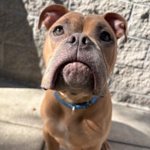 Photo of Churro 4