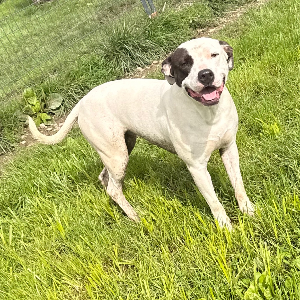 Ginny (Prada) Graduate of Paws-in-Prison program!, photo 4