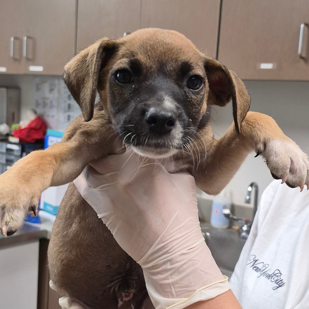 BAJA BLAST - Queensland Heeler / Boxer available for adoption