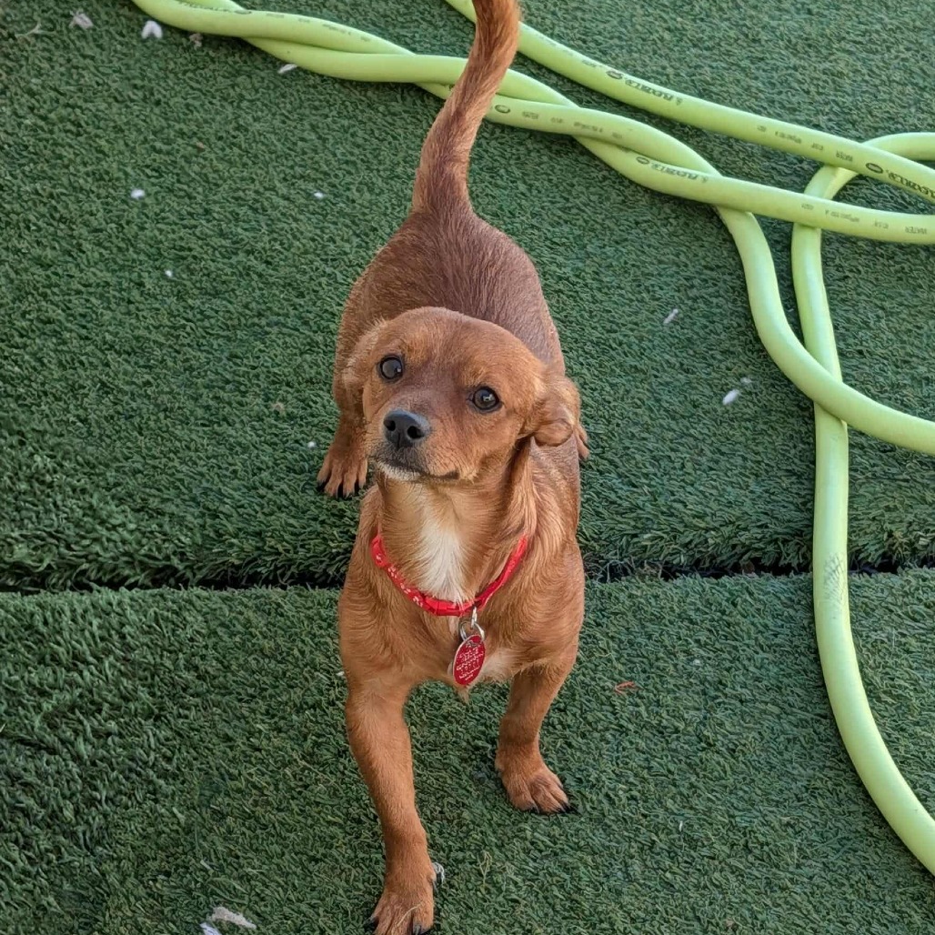 Concho