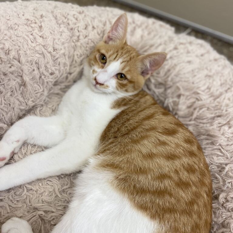 JOLTEON - Domestic Shorthair available for adoption