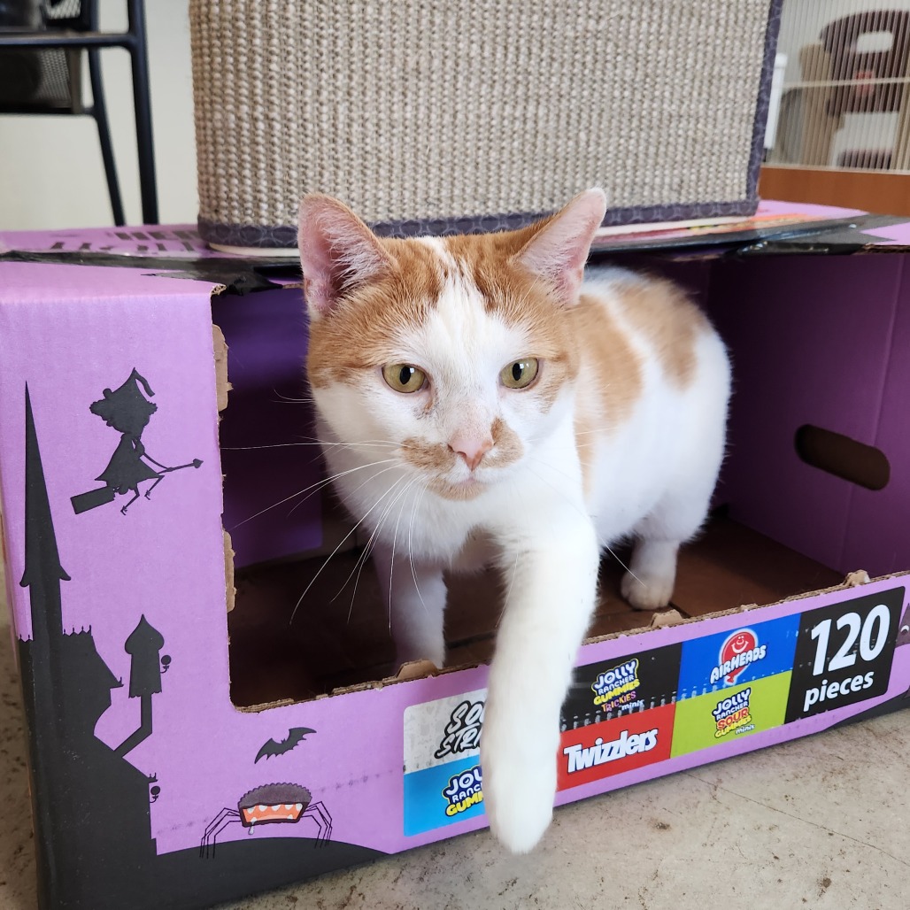 Mango, photo 16
