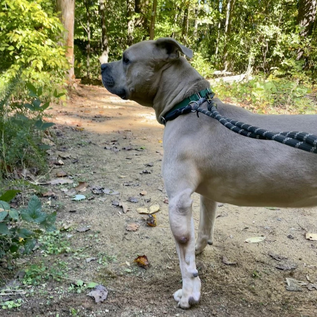 Apollo, photo 11