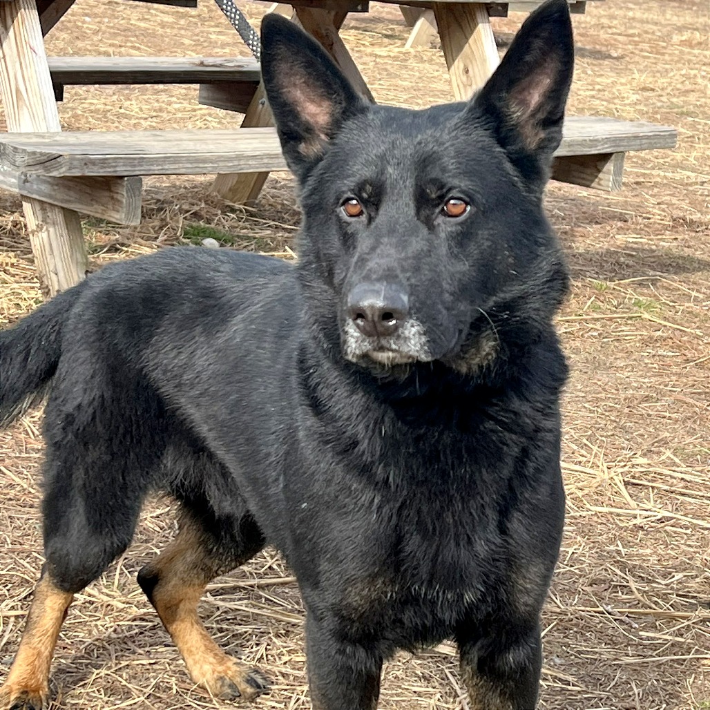 Bolt, Jr. — thumbnail 3