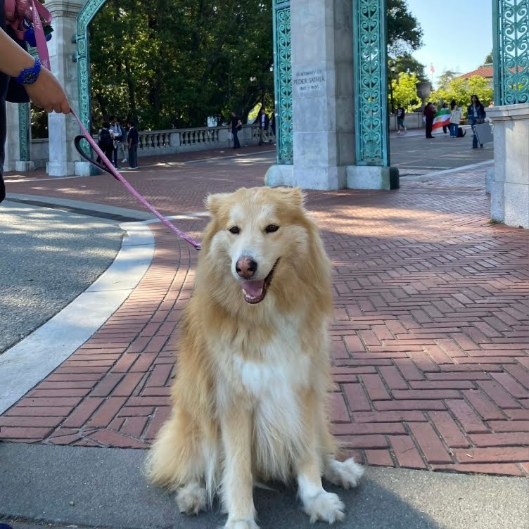 COOKIE, photo 19