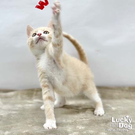 LEONARDO - Domestic Shorthair available for adoption