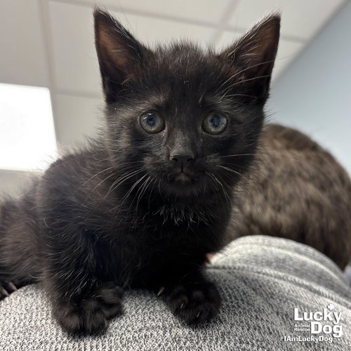 SISSY - Domestic Shorthair available for adoption