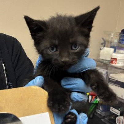 Chuckles: Male 2 Domestic Shorthair