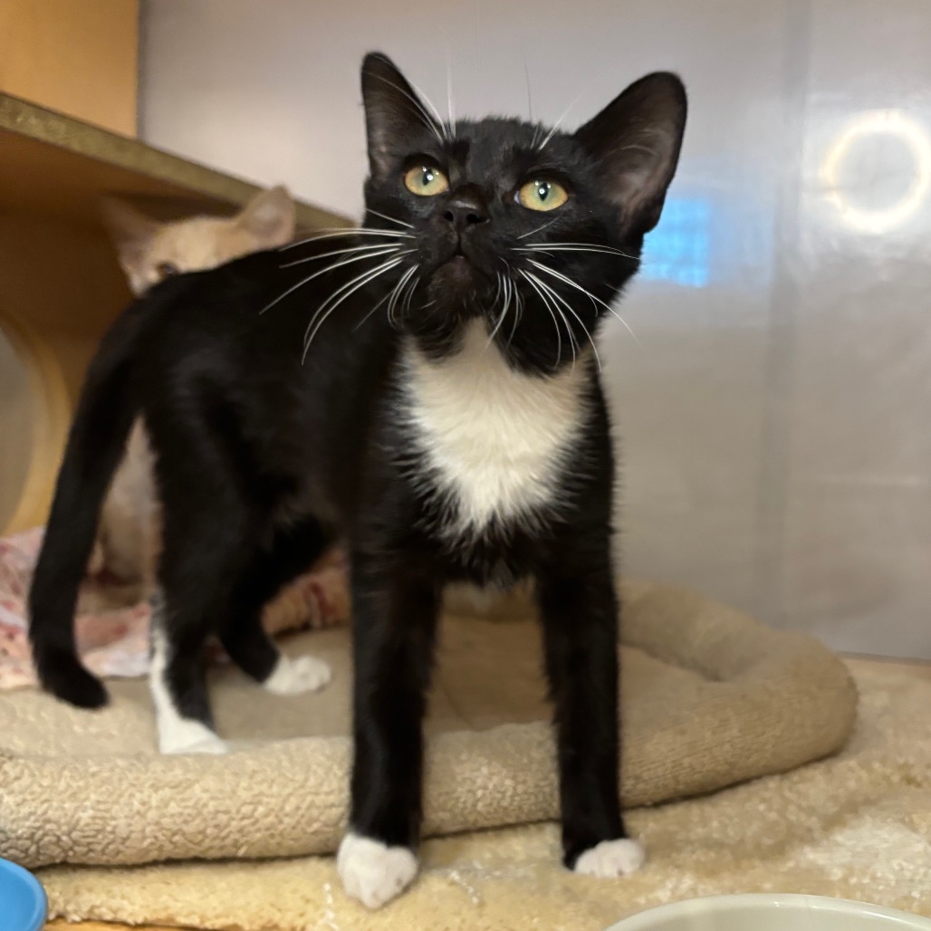 DENJI - Domestic Shorthair available for adoption