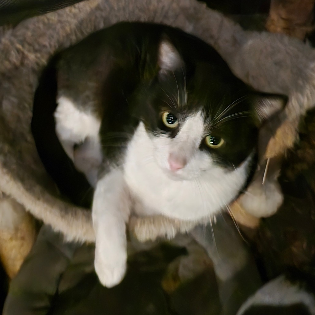 COP CAT - Domestic Shorthair available for adoption