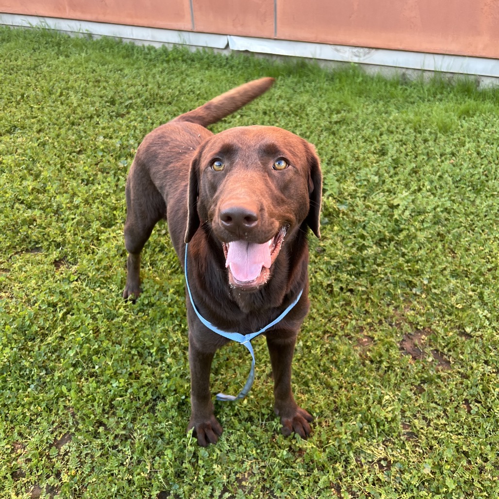 Kennel#33(Princess)'s preview photo