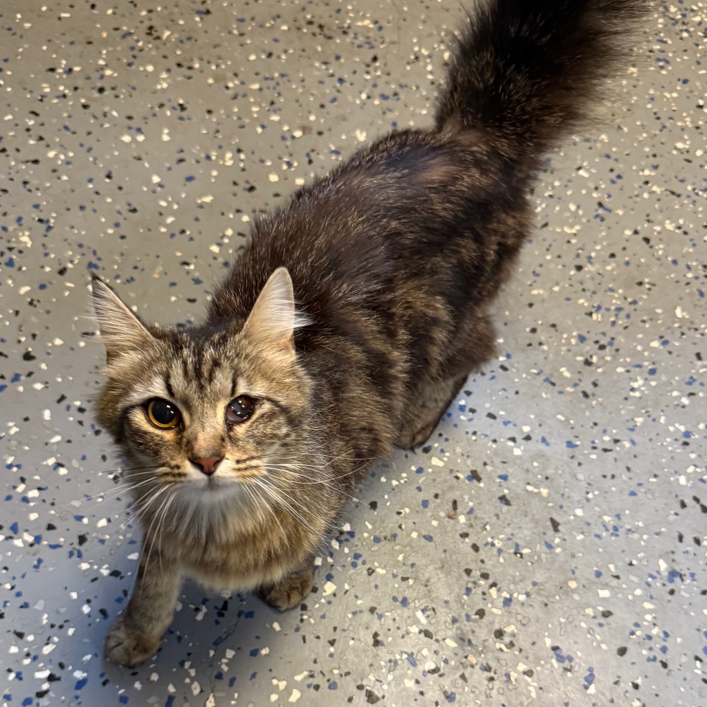 Tusc Stray 84325