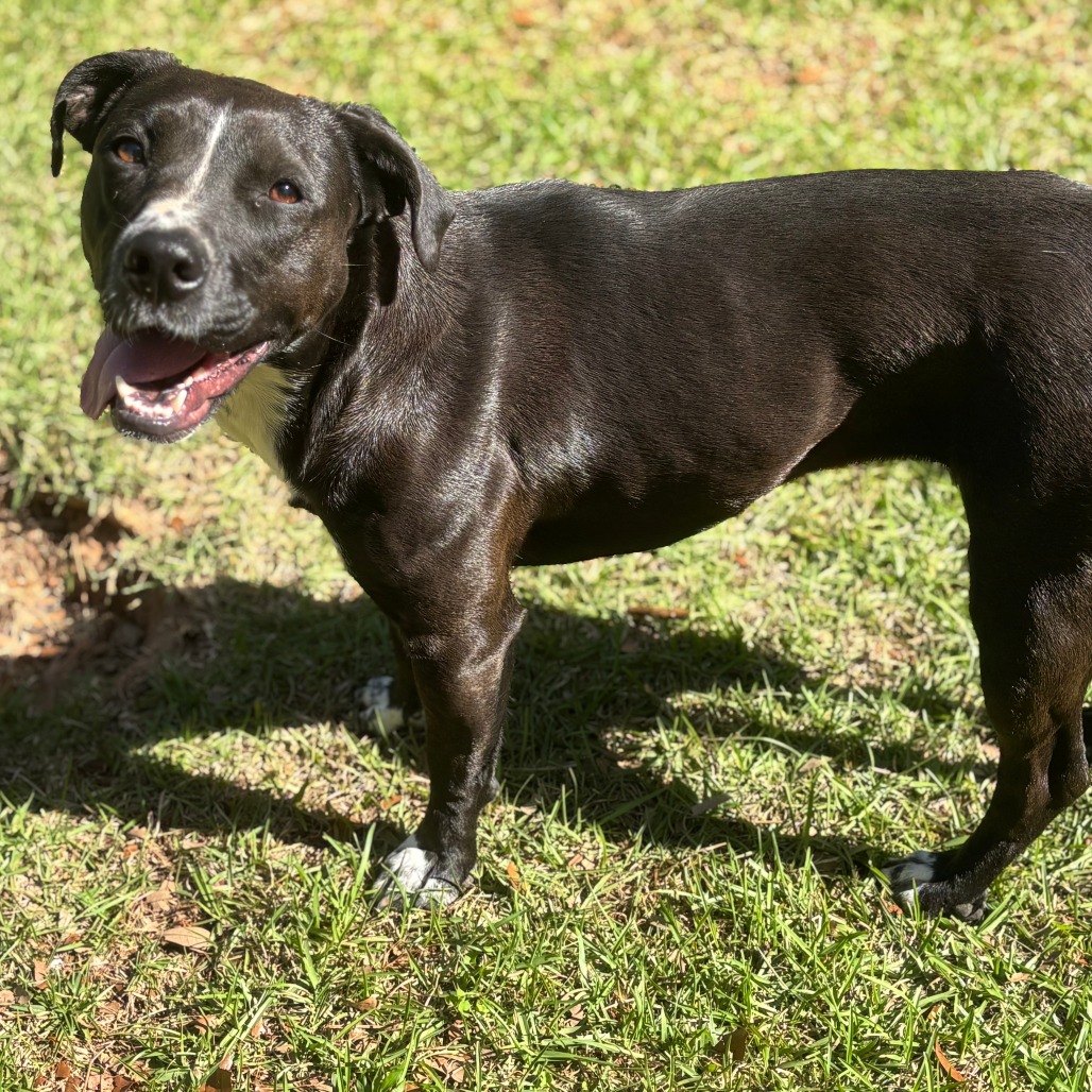 Juliette (intake 12/2024!), photo 11