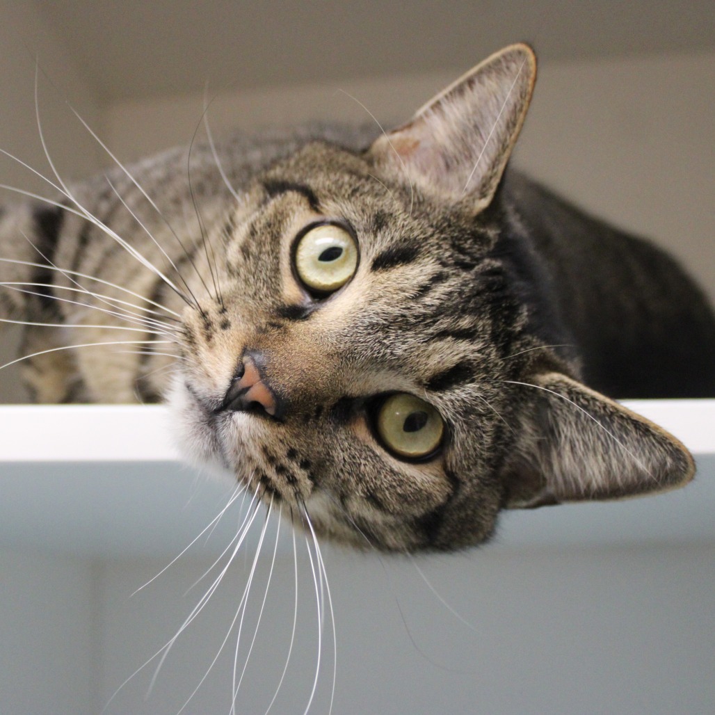 Felix — thumbnail 2