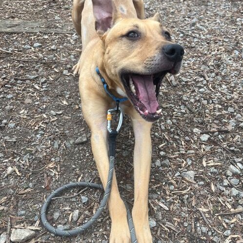 Nala — thumbnail 2