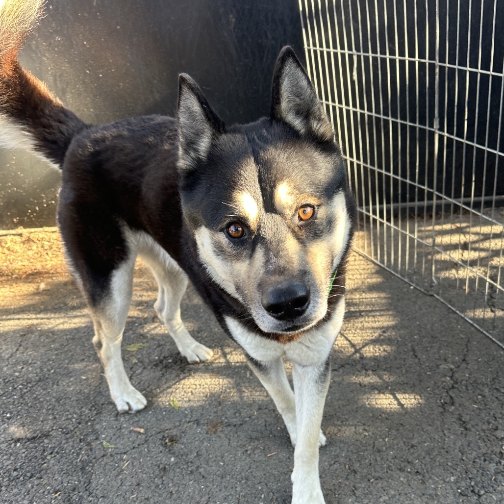 Phantom — thumbnail 2