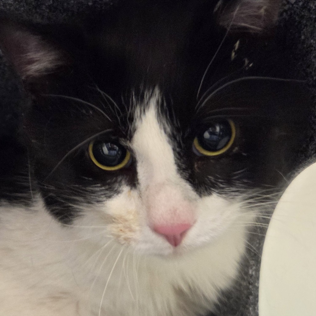 Harding — thumbnail 2