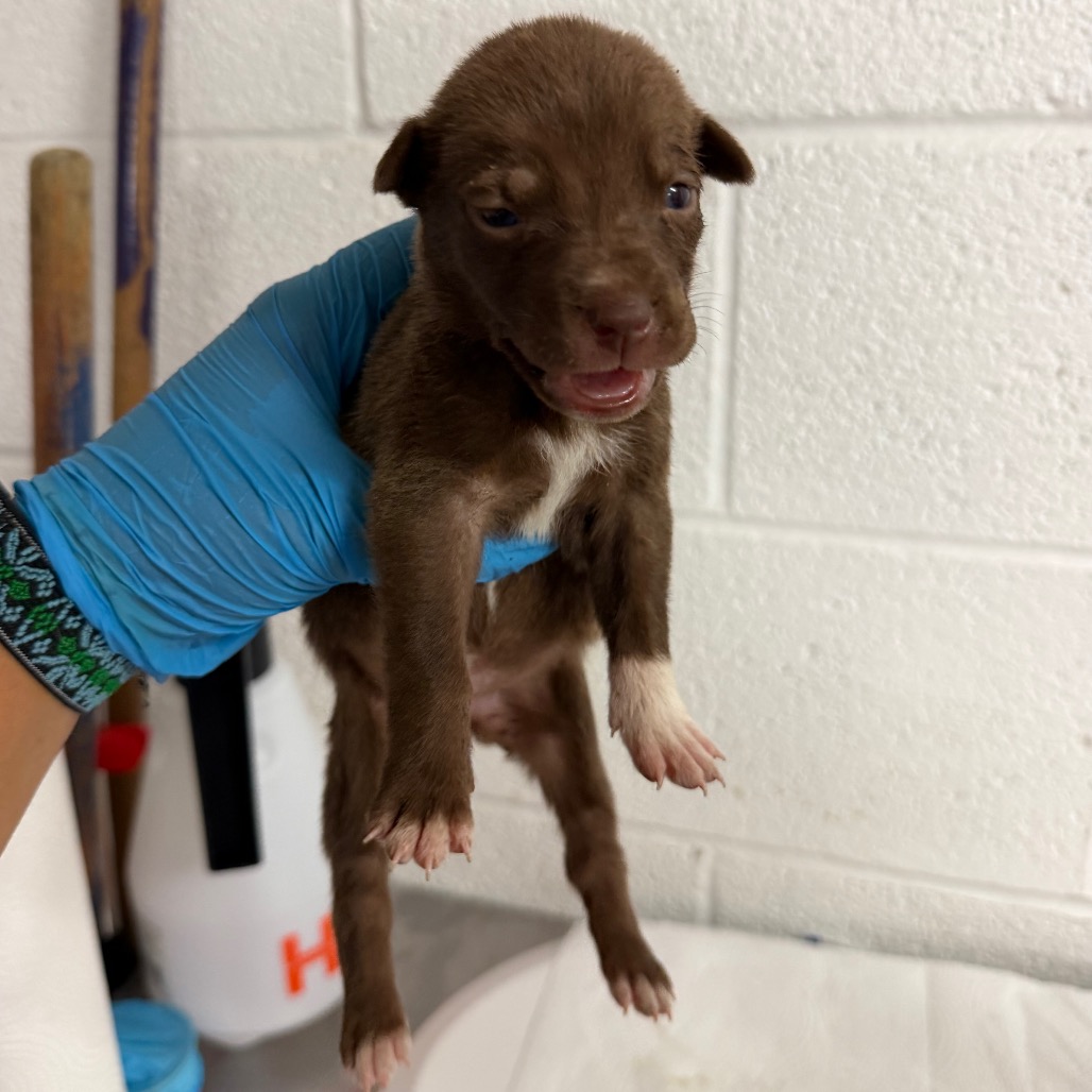 FENNEL - Shepherd available for adoption