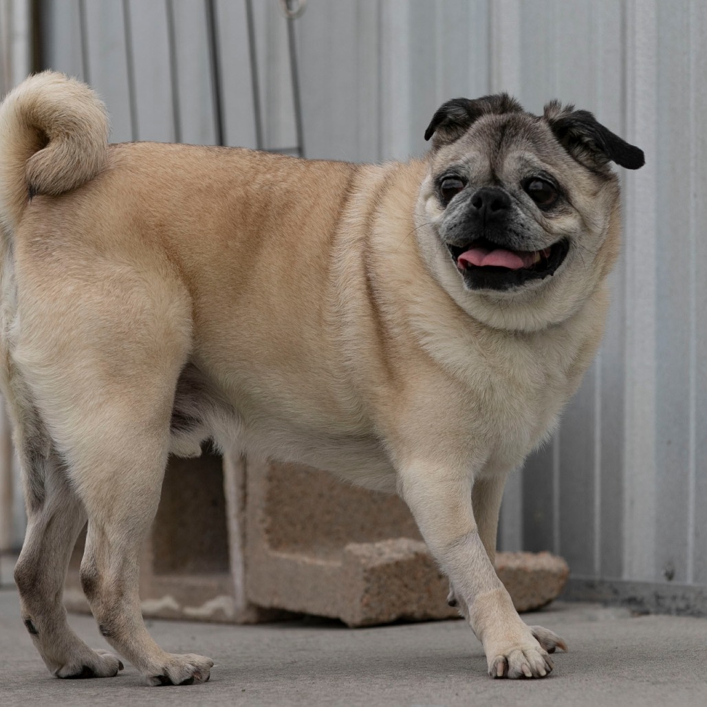 Bohdi (JA26-40), photo 7