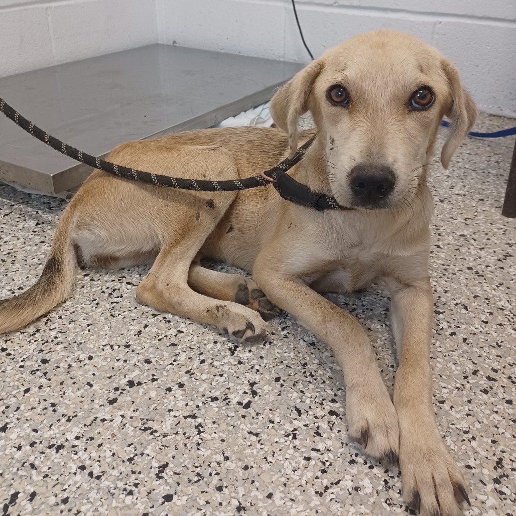 HONEYBUN - Retriever, Labrador / Feist available for adoption