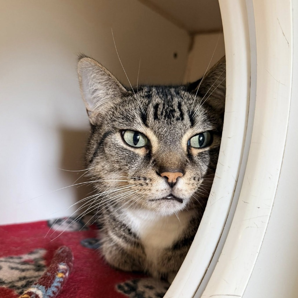Pauline--In Foster***ADOPTION PENDING***, photo 2