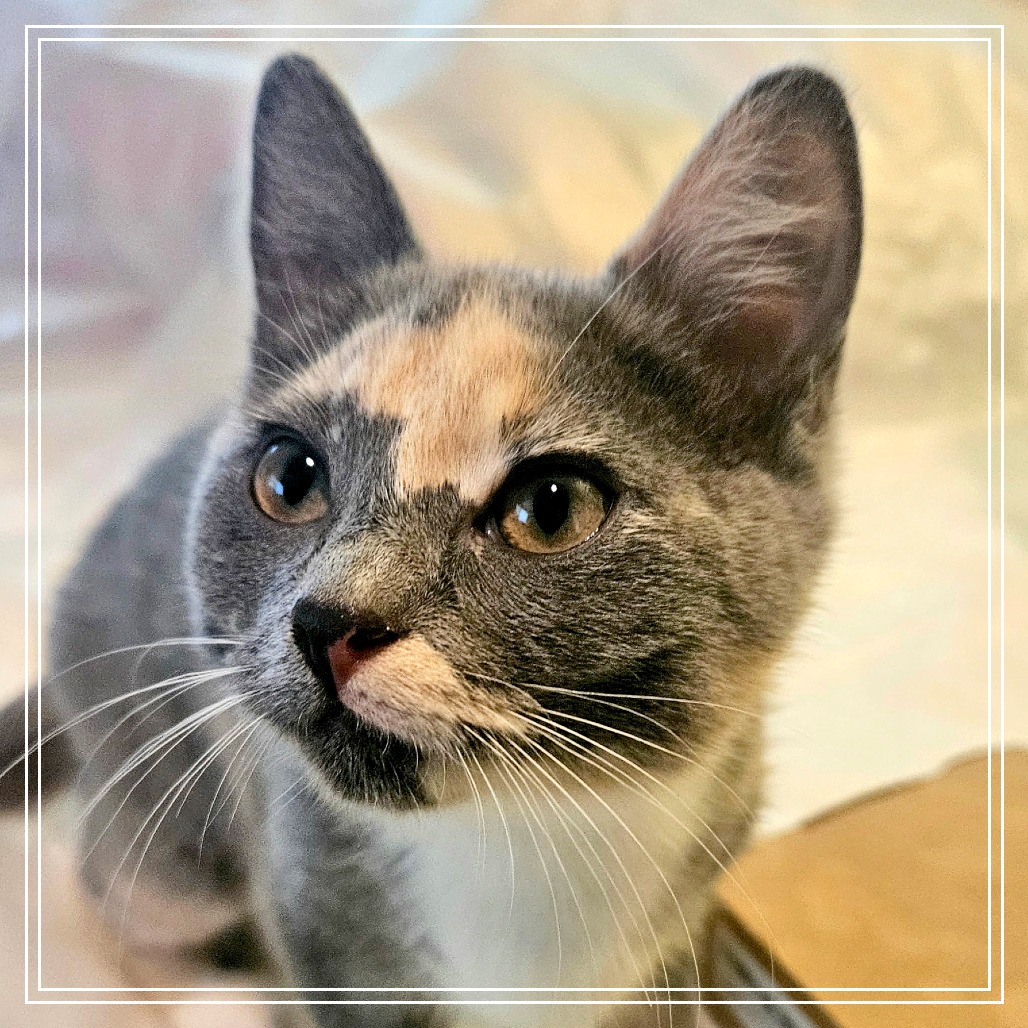 Boise Cat Rescue: Save Lives with These Simple Tips