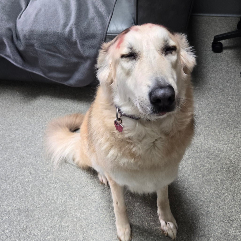 Diana — thumbnail 3