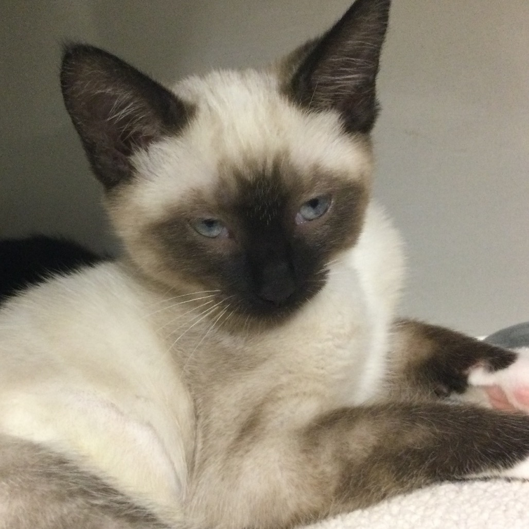 Akela - Domestic Shorthair
