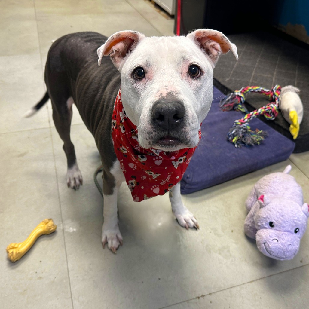 Kim Possible, adoptable senior dog