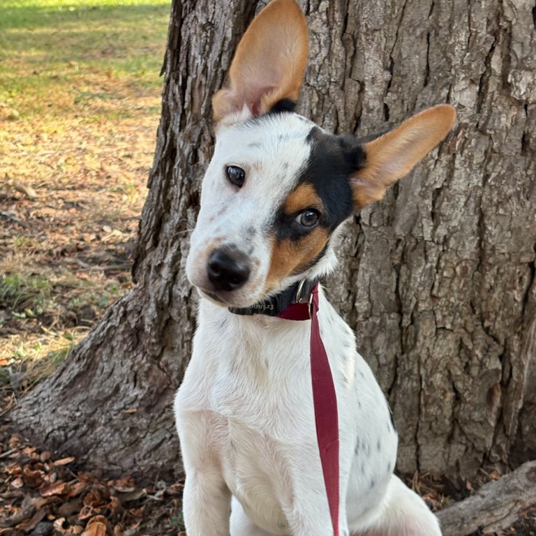 Baxter, photo 10