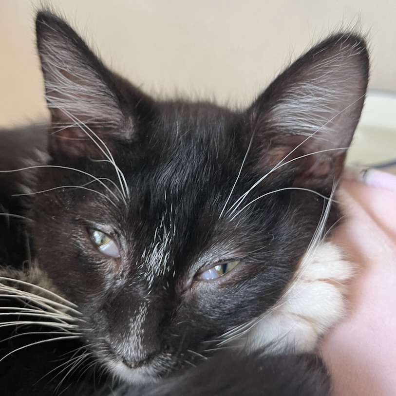 Silver - Domestic Shorthair