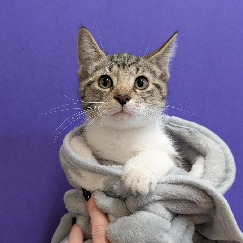 PIBBLE - Domestic Shorthair available for adoption