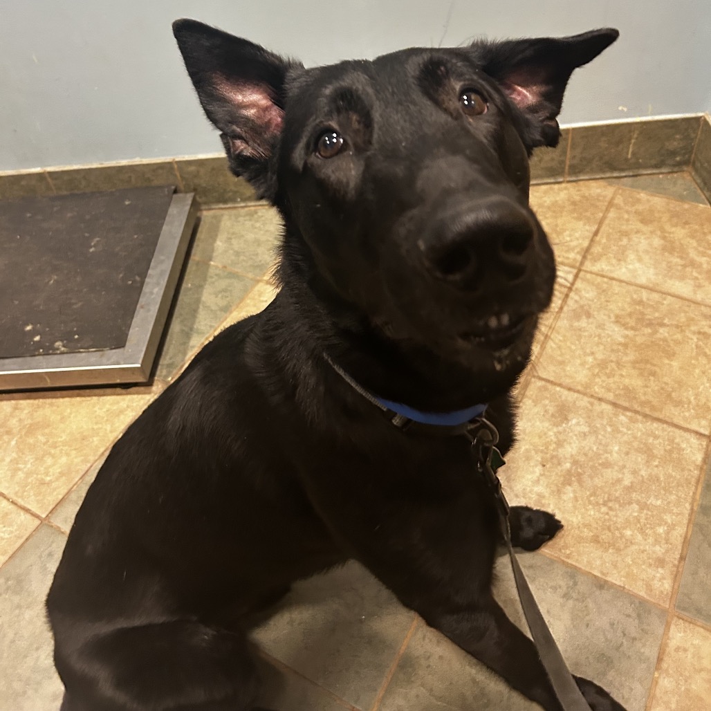 Hanz — thumbnail 2