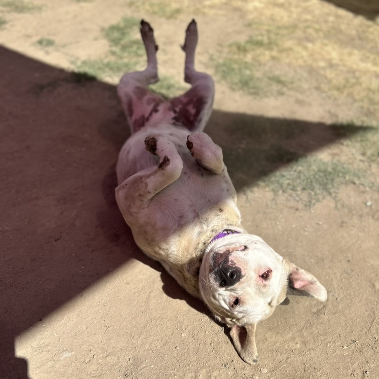 Georgie, photo 11