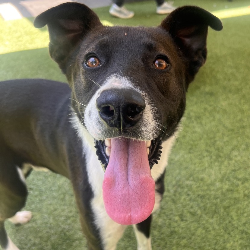 MAGIC - Mixed Breed (Medium) available for adoption