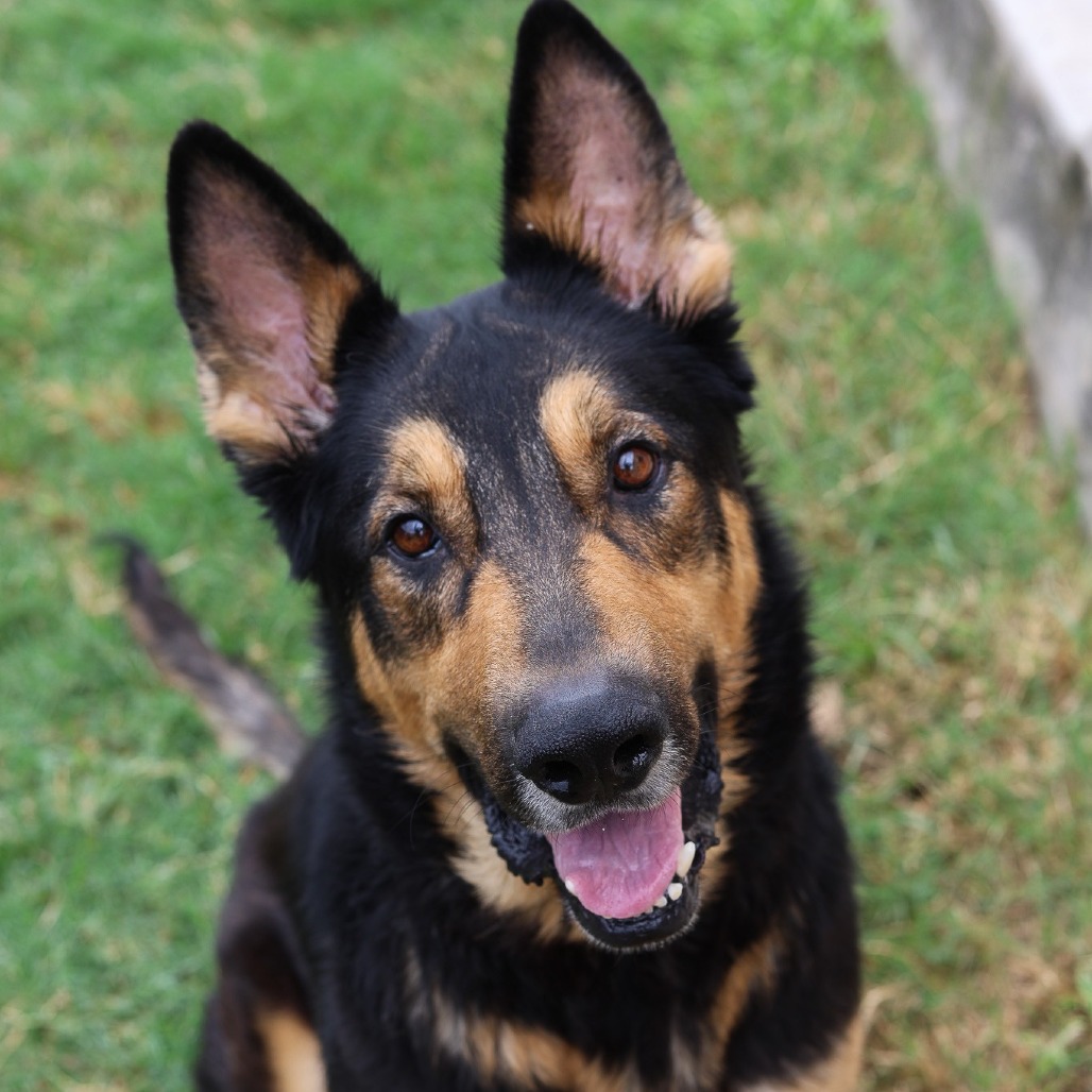 Koda