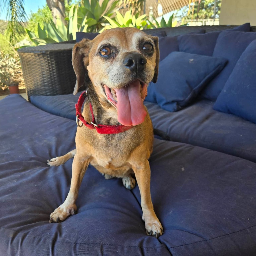 Puggle, photo 2