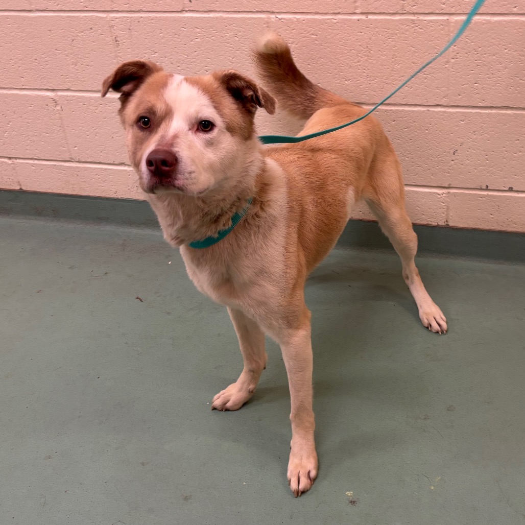 Niko — thumbnail 2