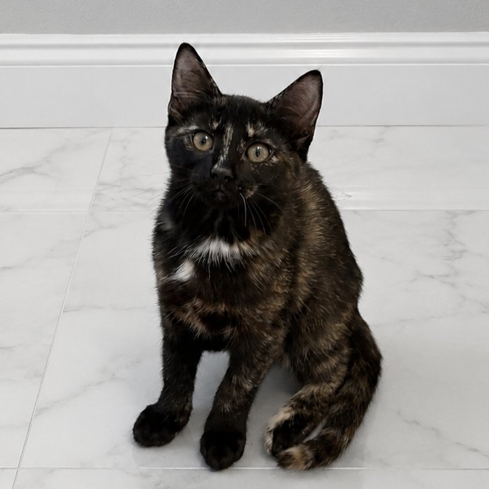 GWEN