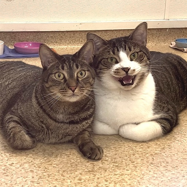 Mario & Luigi