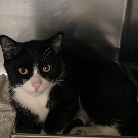 APOLLO - Domestic Shorthair available for adoption