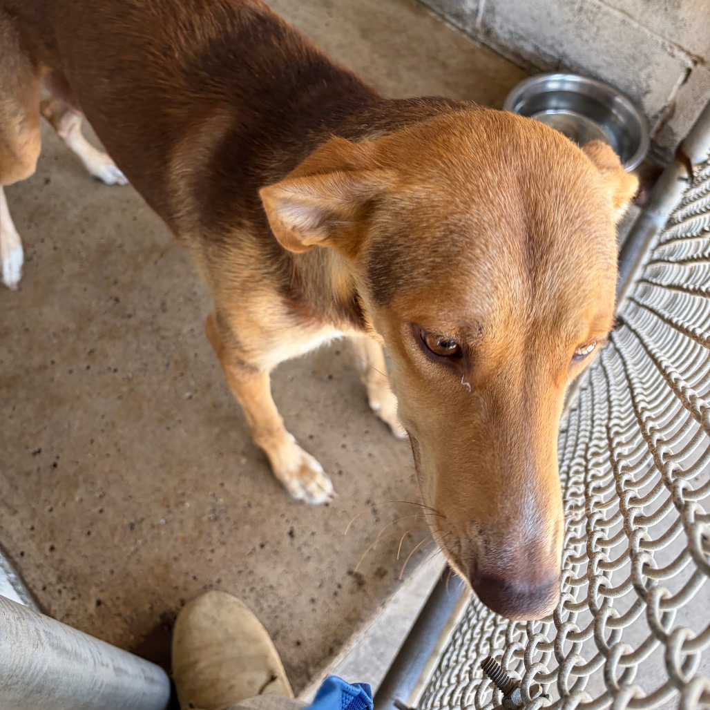 MARGARITA - Shepherd / Mixed Breed (Medium) available for adoption