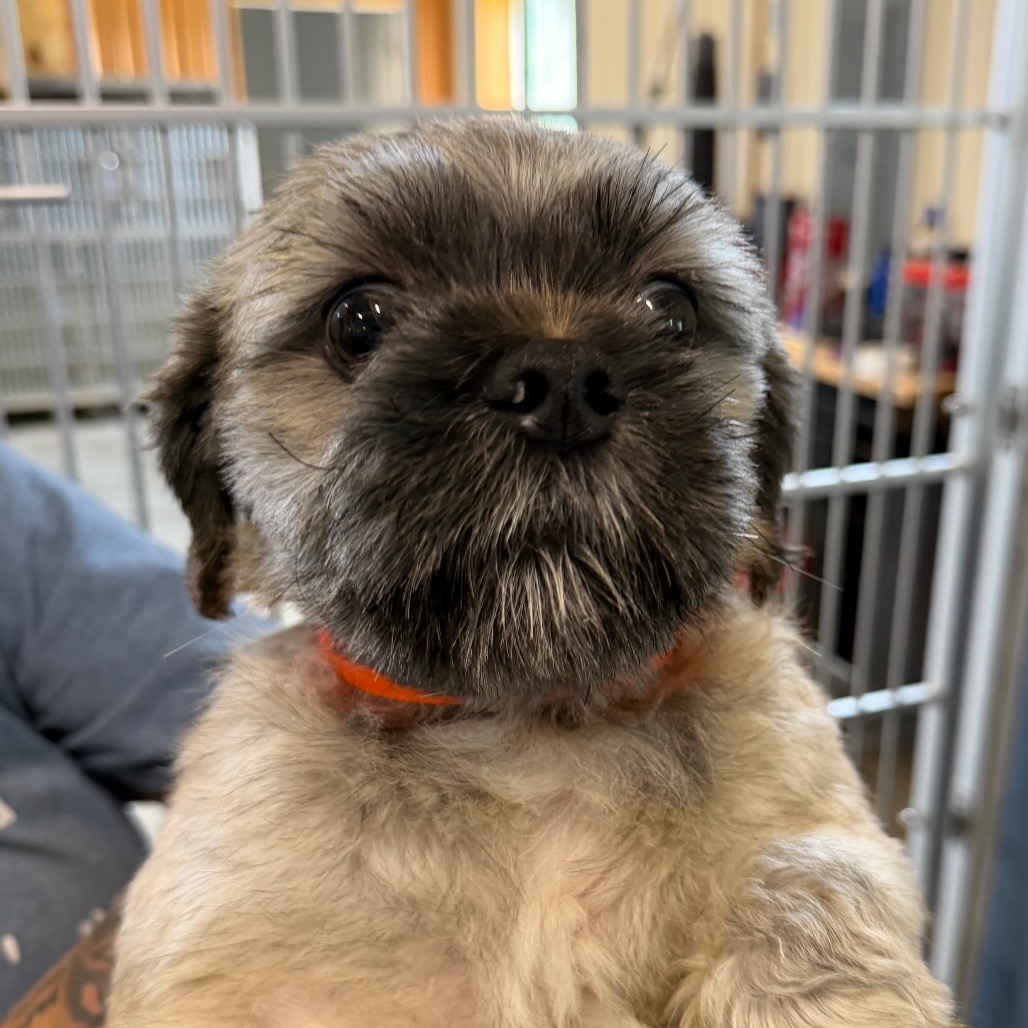 HERO (AG26-15) - Shih Tzu available for adoption